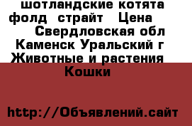 шотландские котята фолд, страйт › Цена ­ 3 500 - Свердловская обл., Каменск-Уральский г. Животные и растения » Кошки   